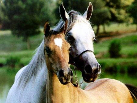 Les chevaux